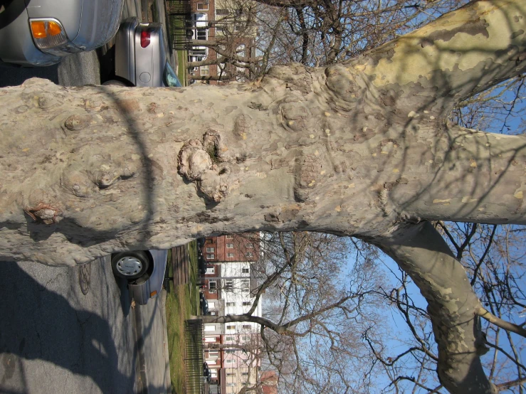 a tree that has been grafized next to the road