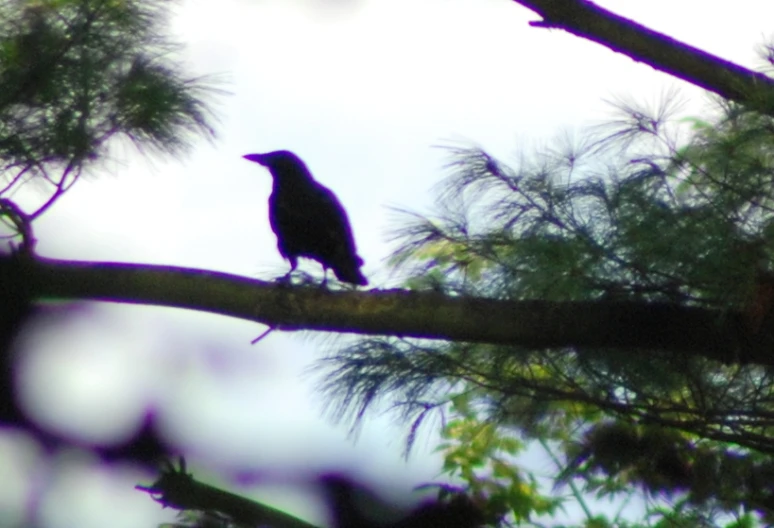 a bird on a tree nch with green leaves