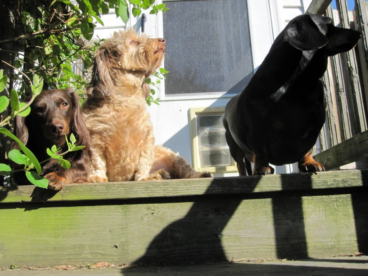 a couple of dogs are on the back porch