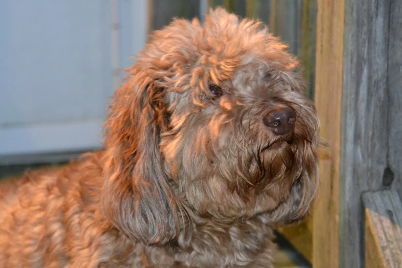 a close up of a brown dog on a wooden surface