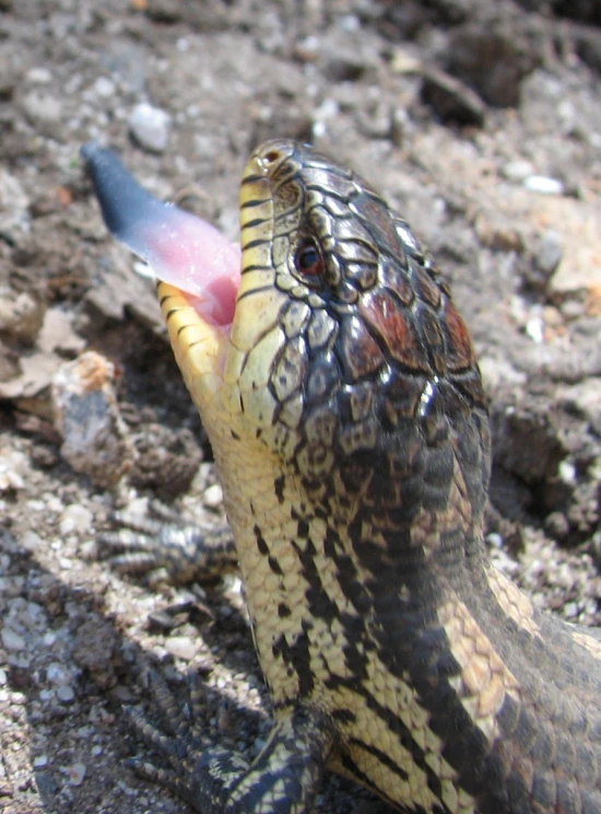 a snake that is holding a toothbrush in its mouth