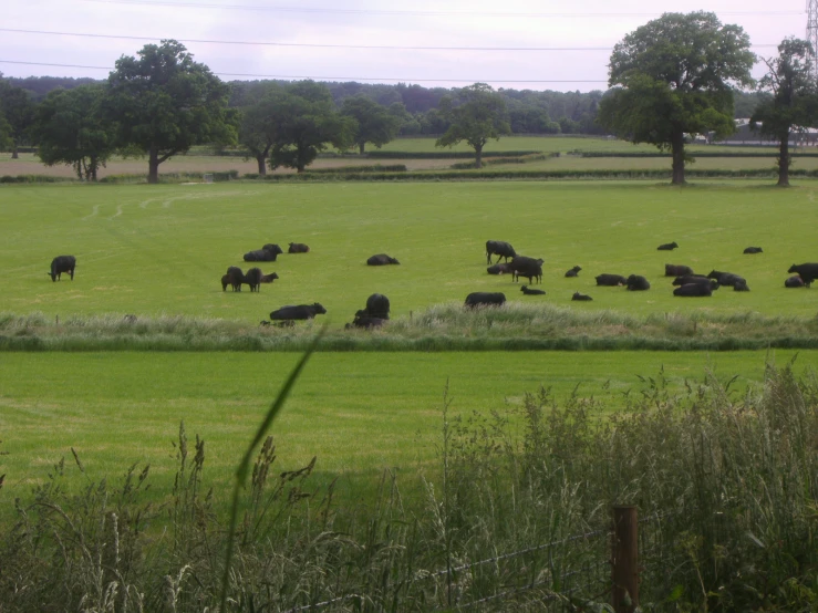 cows and donkeys grazing on a green pasture