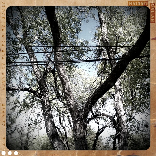 a tree is behind power lines and wires