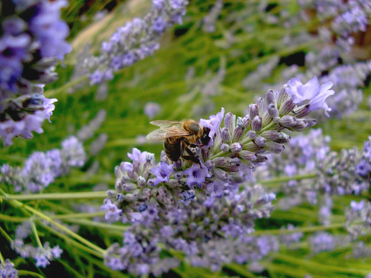 a bee on a flower of lavender plant