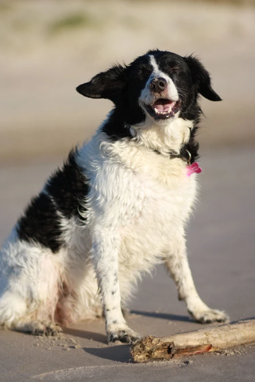 a dog sitting on a beach looking out at the ocean