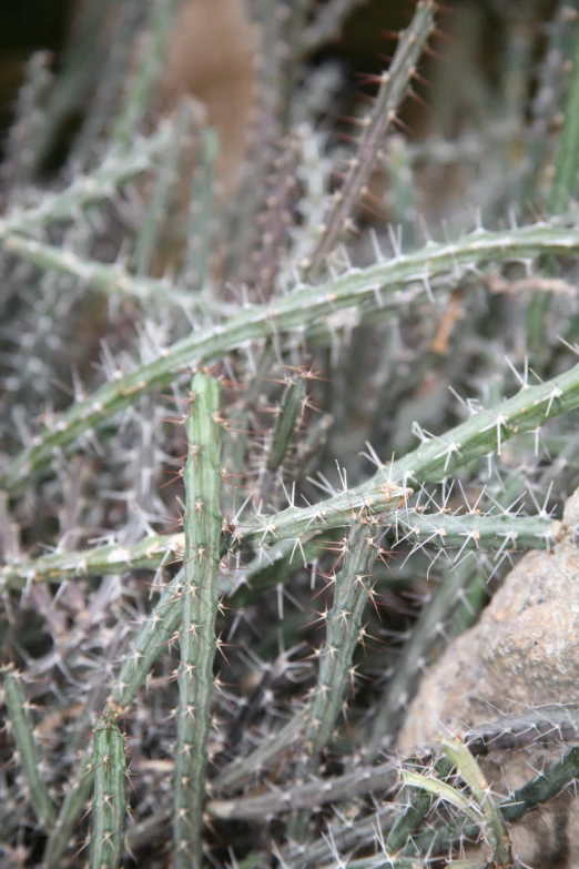 a close - up view of cactus plant with very large heads