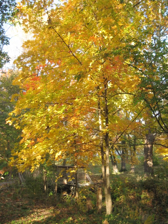 a tree has some bright yellow leaves