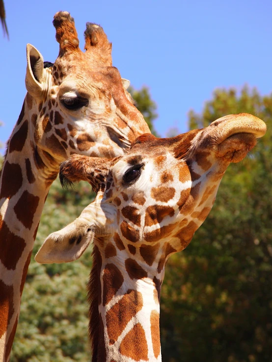 a close up po of two giraffes one is giving another a kiss