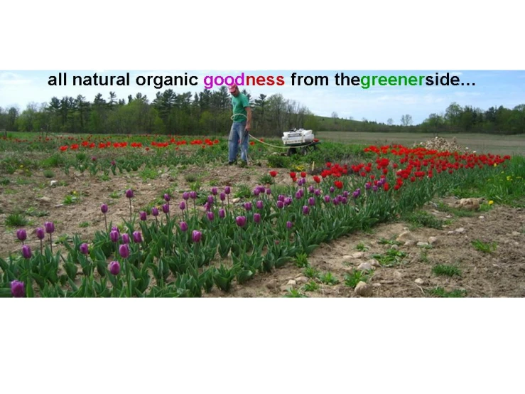 a person in a field with some pink and yellow flowers