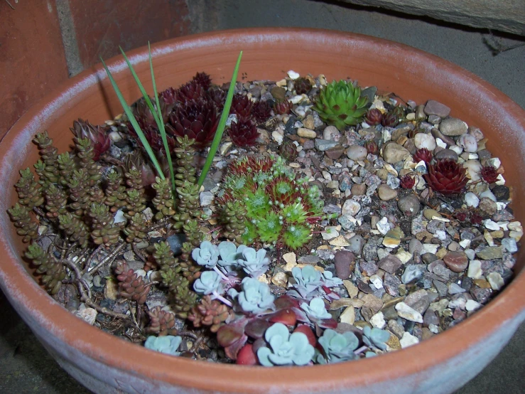 a potted plant with rocks and plants in it