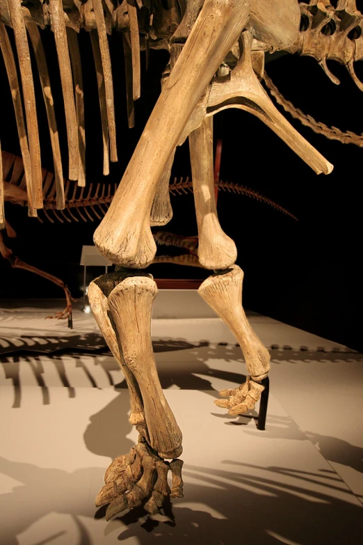 a large skeleton of a horse in a museum