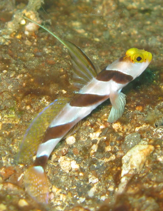 there is a fish in the water with a black, brown and white stripe on its side