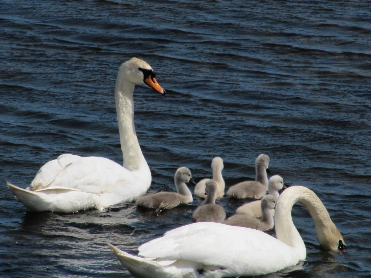 several adult swans swimming in the water with two of them nursing