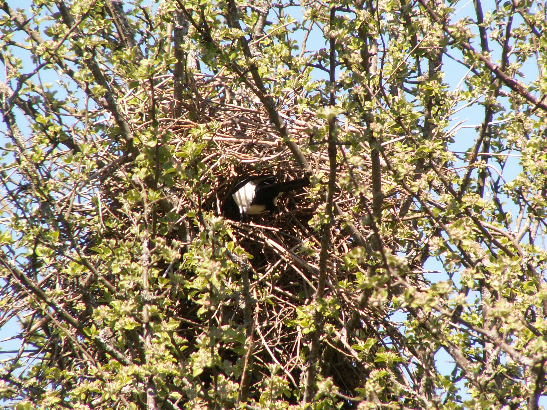 bird with its head up in a nest amongst trees