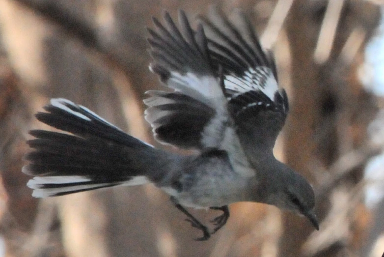 a bird with black and white wings flying in the sky