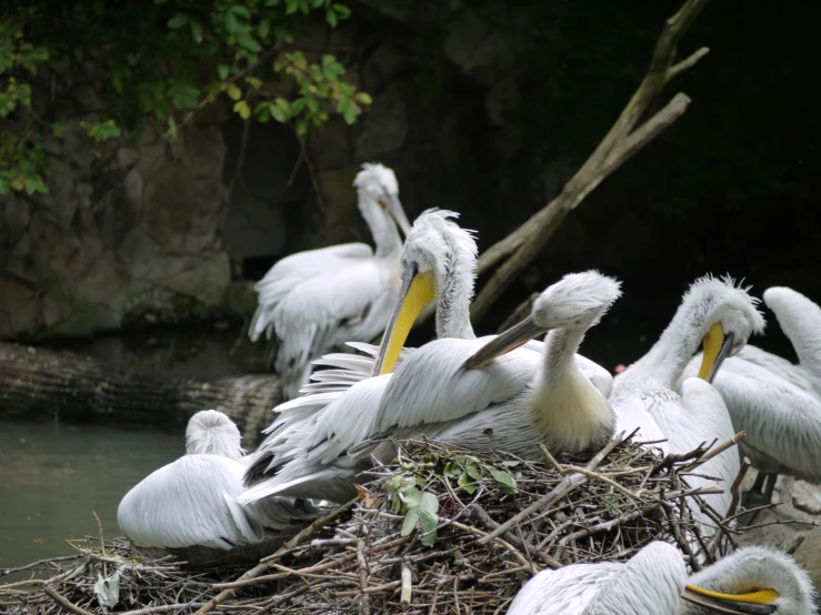 pelicans nesting on the nests in the water