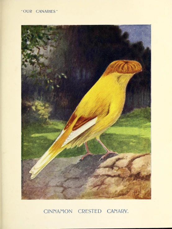an old book about the gold finch