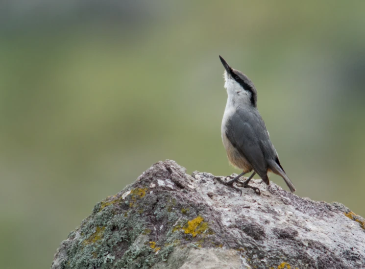 a bird perched on top of a rock with it's mouth open