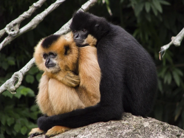 an image of two monkeys on a rock