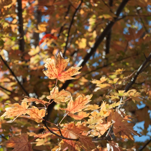 leaves turning yellows and oranges on trees in the fall