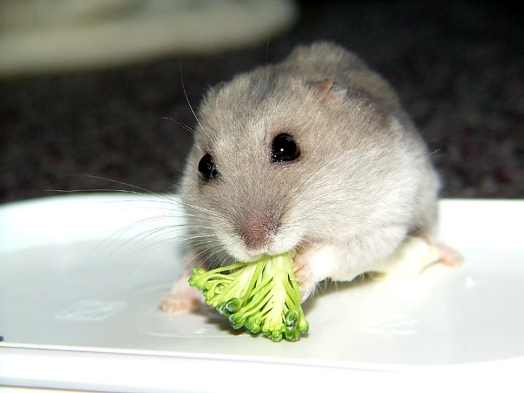 there is a small hamster eating a piece of broccoli