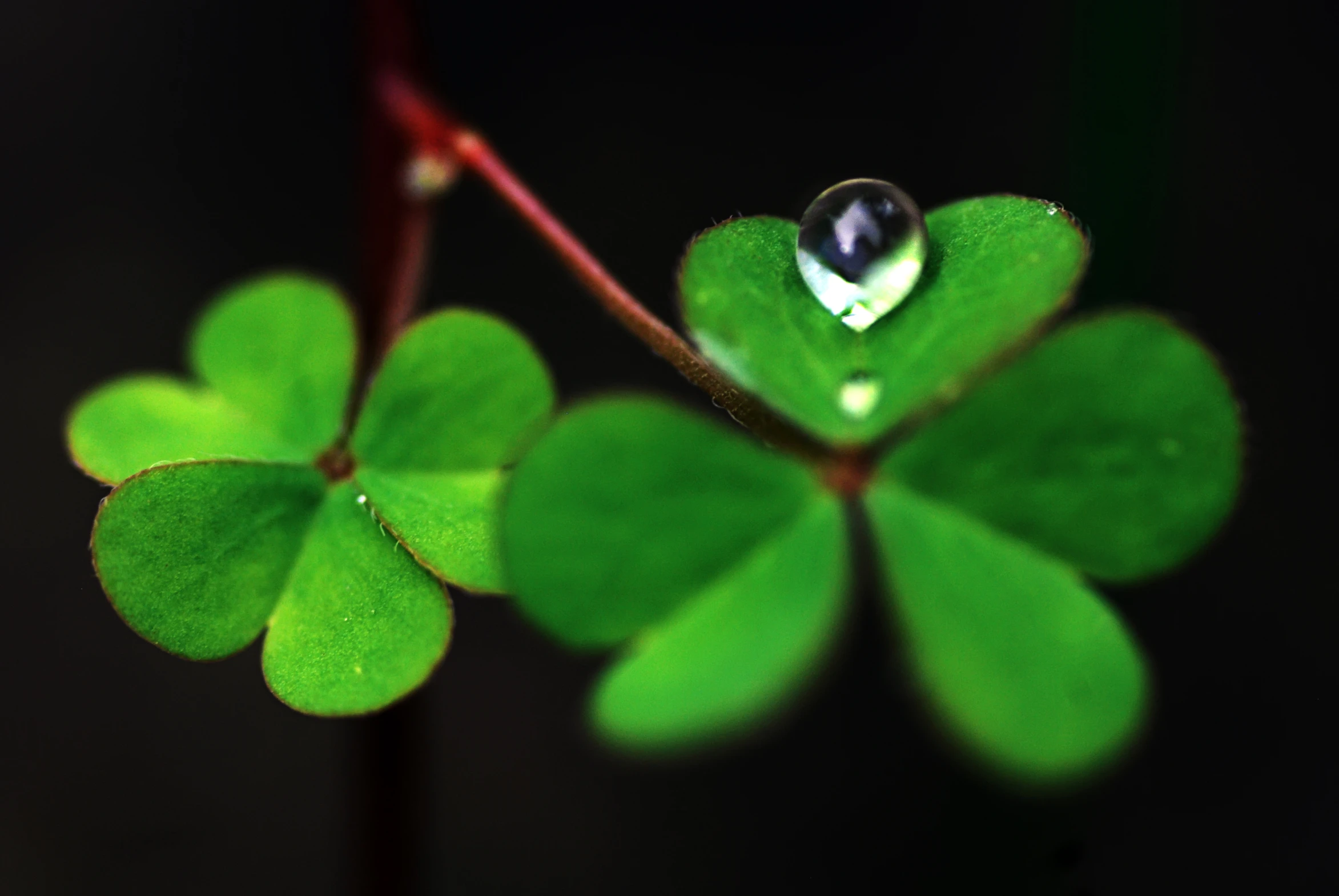 a leaf with water drops hanging off it