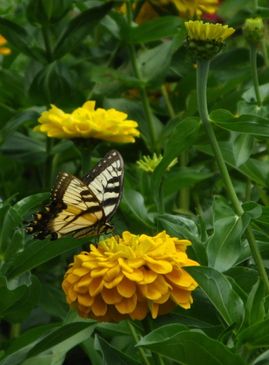 erfly resting on yellow flower in green bush