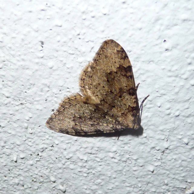 a moth that is on a white surface