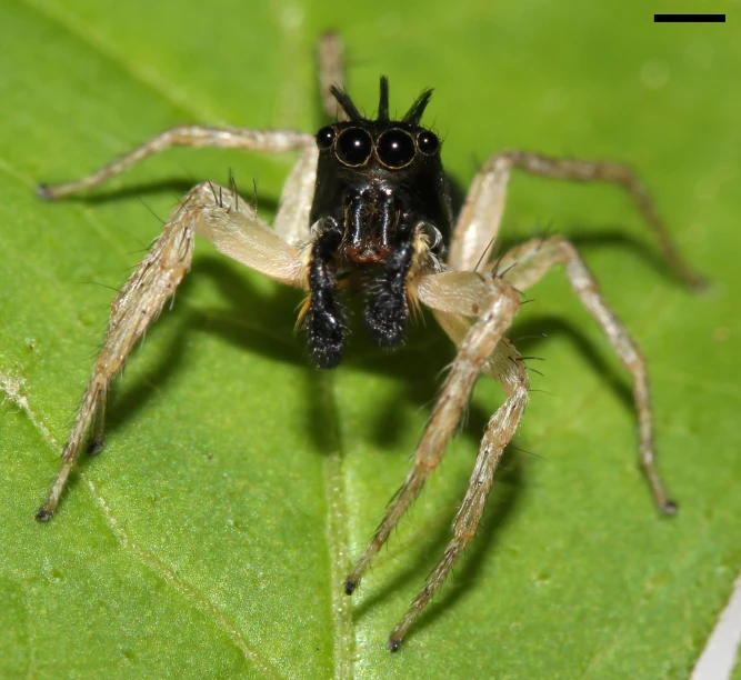 a spider is on a leaf with black eyes