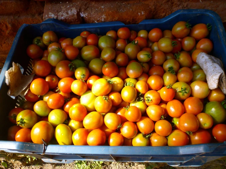 a large blue tub filled with lots of orange and green tomatoes