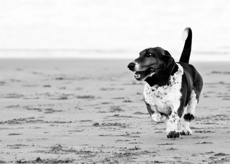 a black and white dog is running across the beach
