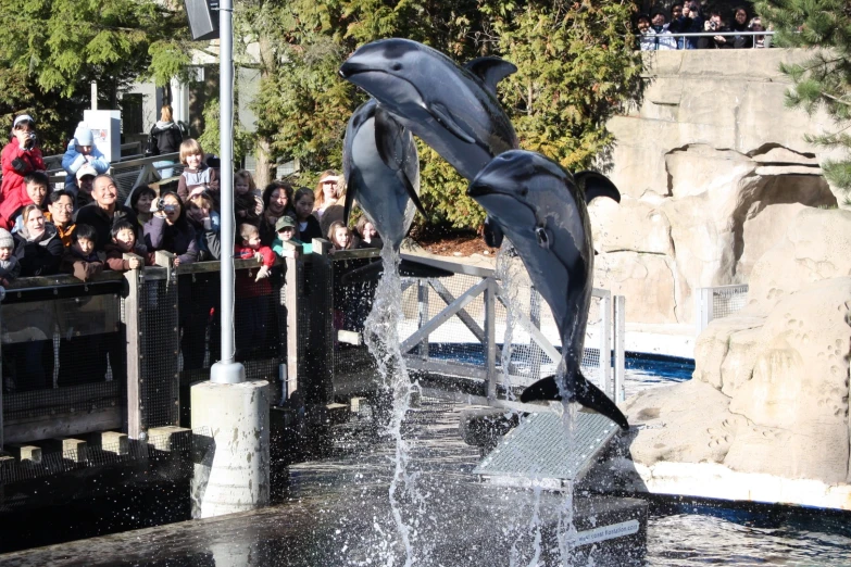 dolphins performing at an aquarium while people watch