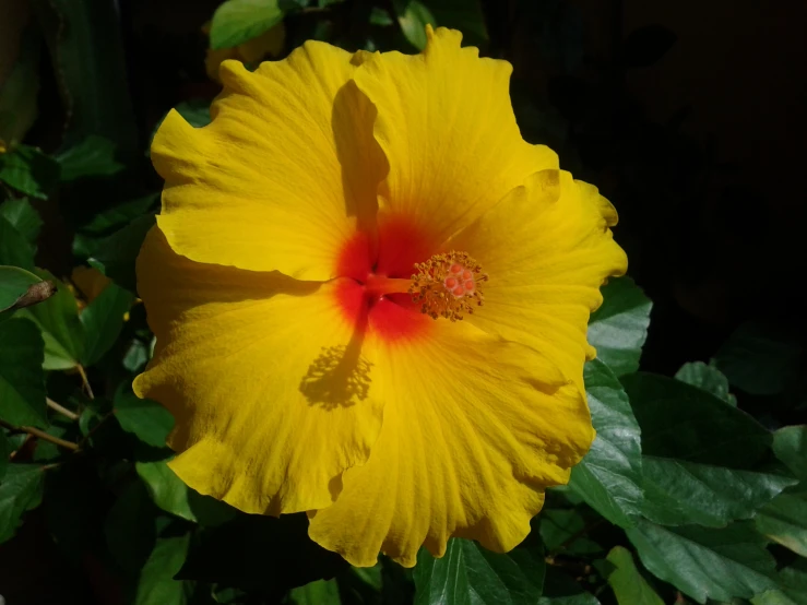 a large yellow flower with green leaves in the foreground