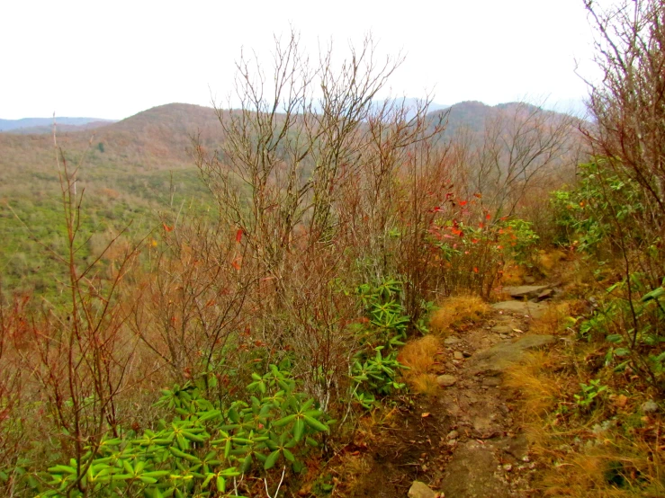 the path goes over some bushes and in the mountains