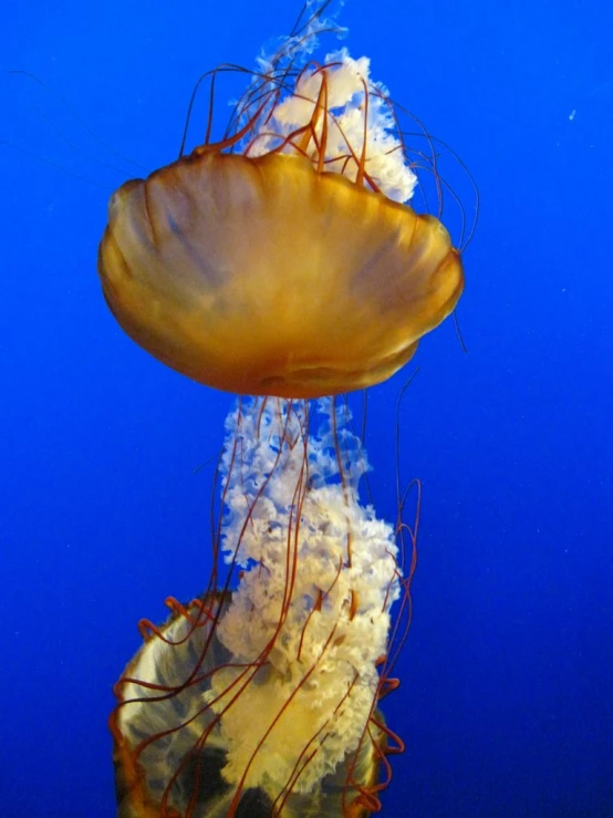 jelly fish floating in a blue aquarium tank