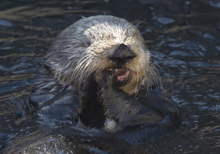 a wet seal is holding onto a rock in the water