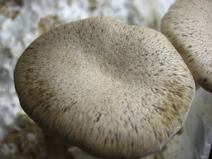 two mushroom like objects stand near each other