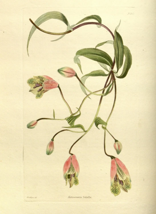 a drawing of leaves, flower and pods