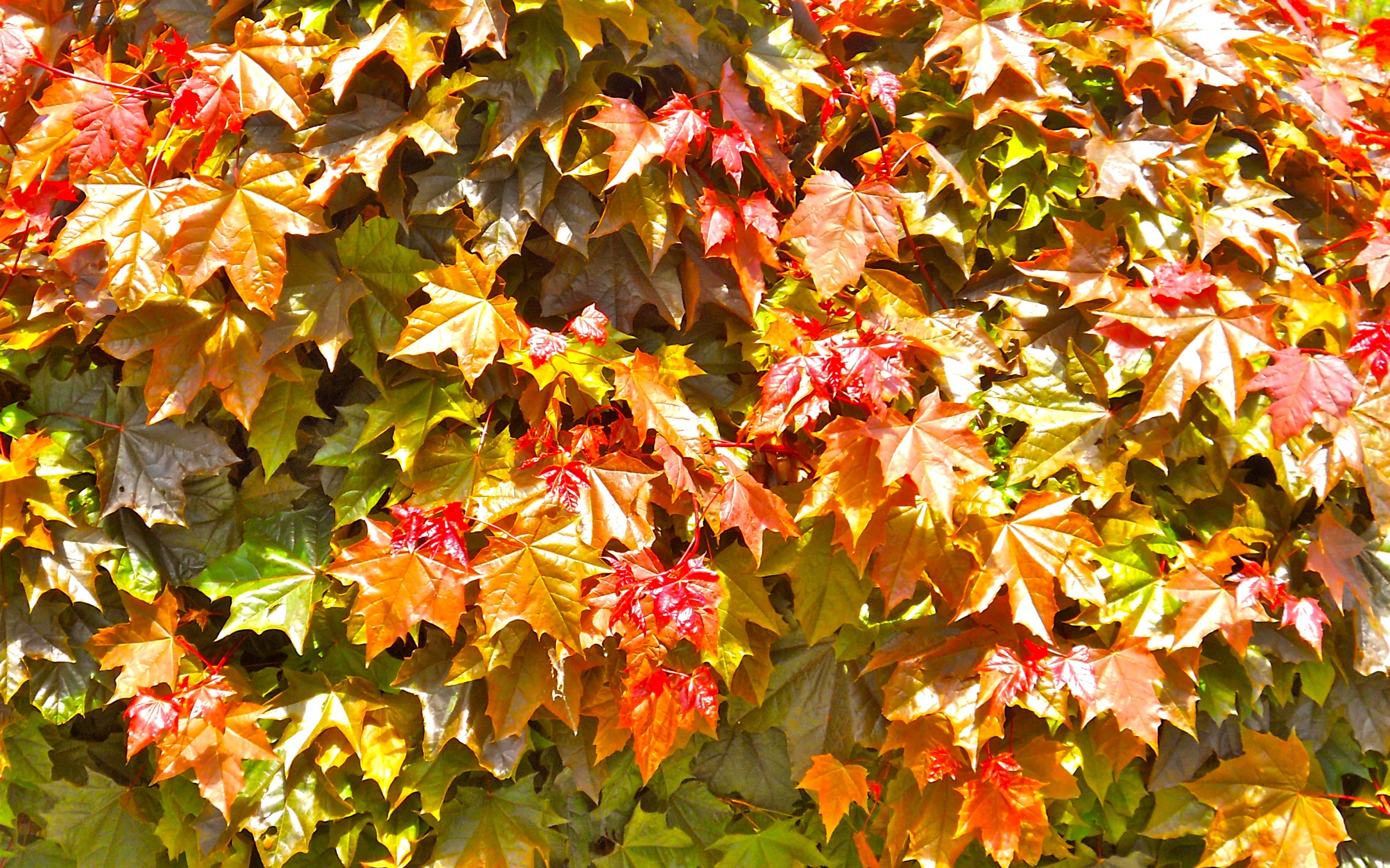 a vine that has leaves and a fire hydrant