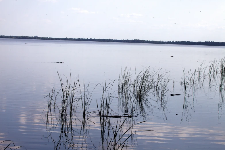 a body of water with some reeds in it