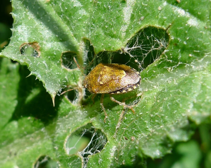 this insect is sitting on a green leaf