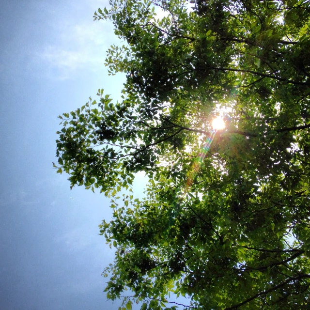 sun peeking out through the leaves of some trees