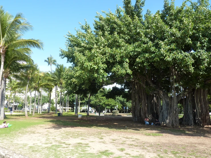 several large trees next to the dirt road