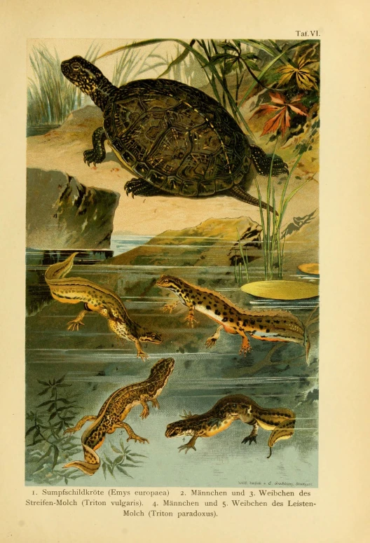 turtles and crocodiles on a pond with water