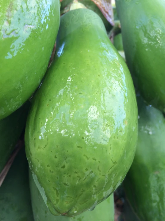 a close - up s of a group of cucumbers