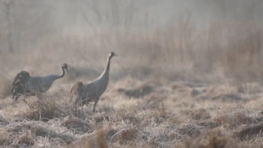 two gray and white geese walking through a grassy field