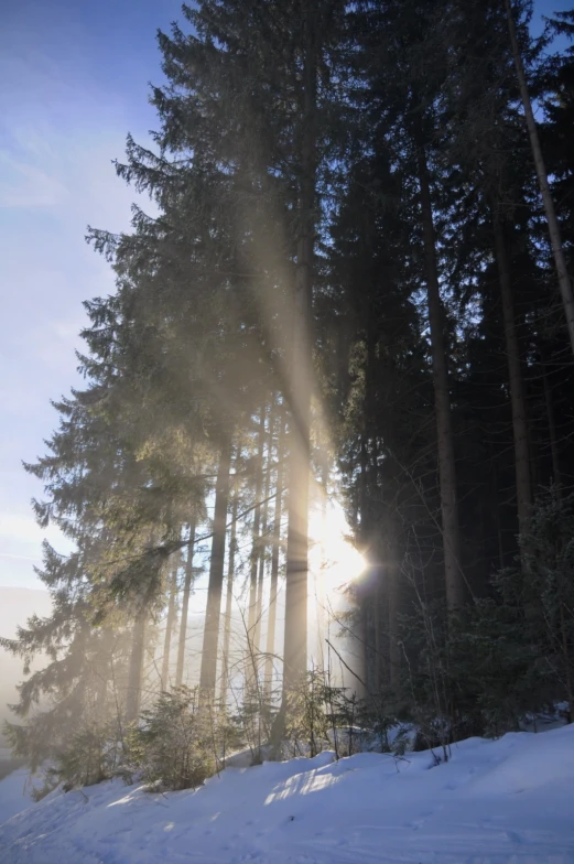 some snow trees and sunbeams with snow on the ground