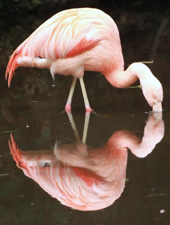 there is a pink flamingo standing in water