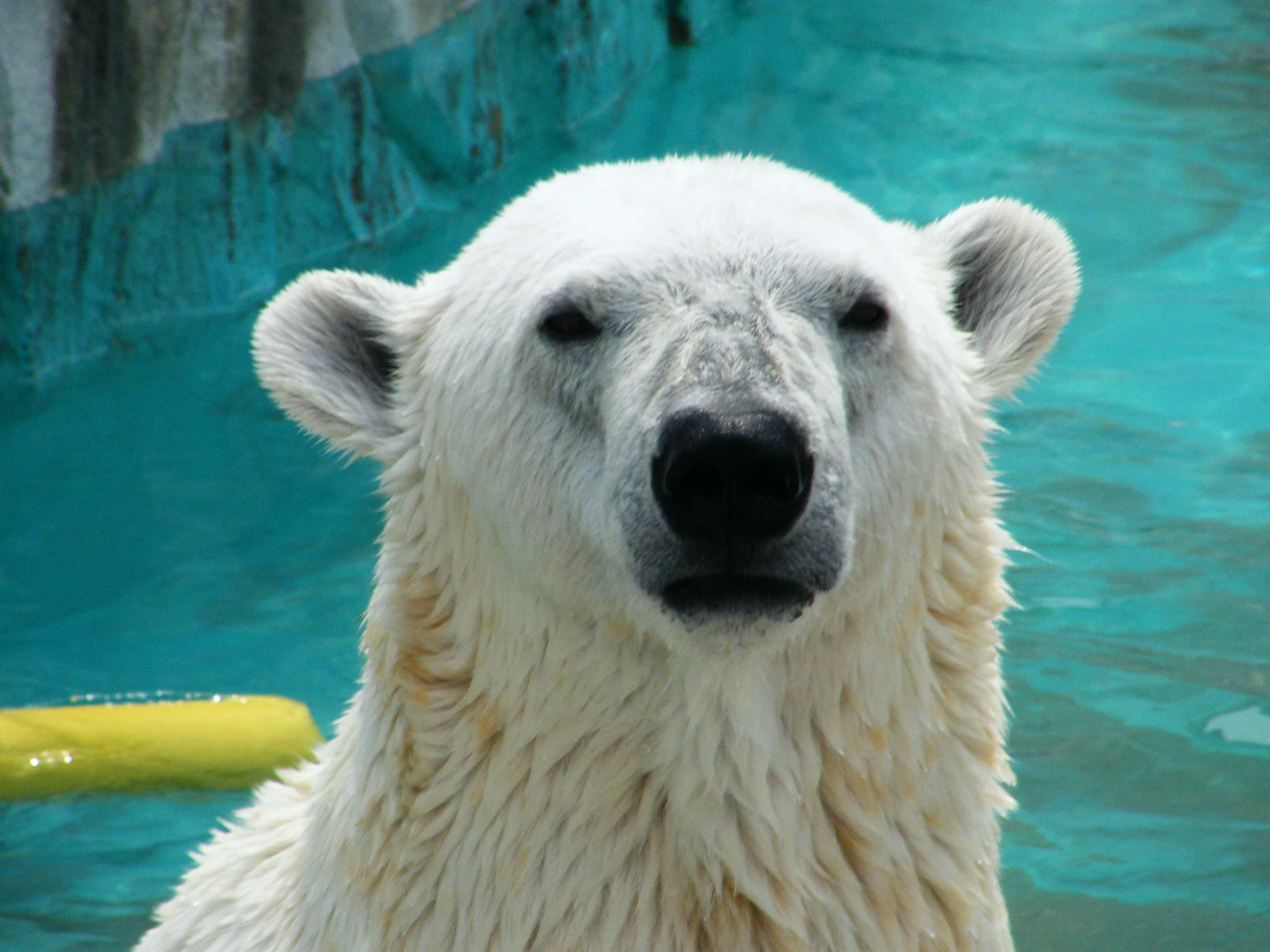 an ice covered polar bear in a pool with a yellow boat