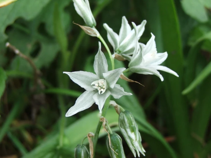 a picture of some white flowers out in the grass